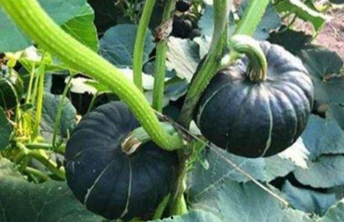 网络吃瓜网红叫什么来着,揭秘网络红人“吃瓜达人”的成名之路  第2张